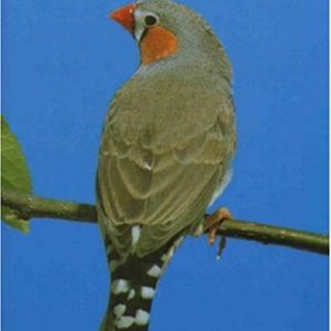 Zebra Finches